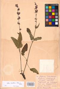 MHA 0 156 265, Salvia dumetorum Andrz. ex Besser, Eastern Europe, Eastern region (E10) (Russia)