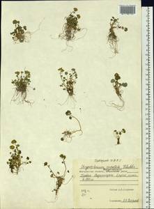 Chrysosplenium wrightii subsp. saxatile (Khokhr.) V.N. Voroshilov, Siberia, Chukotka & Kamchatka (S7) (Russia)