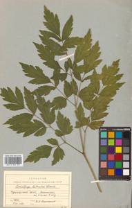 Actaea simplex (DC.) Wormsk. ex Fisch. & C. A. Mey., Siberia, Russian Far East (S6) (Russia)