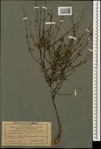 Scrophularia versicolor Boiss., Caucasus, Azerbaijan (K6) (Azerbaijan)