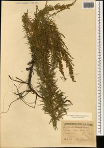 Artemisia umbrosa Turcz. ex DC., South Asia, South Asia (Asia outside ex-Soviet states and Mongolia) (ASIA) (Japan)