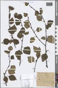 Betula fruticosa Pall., Siberia, Baikal & Transbaikal region (S4) (Russia)