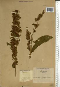 Rumex, Eastern Europe, North Ukrainian region (E11) (Ukraine)