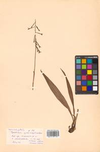 Oreorchis patens (Lindl.) Lindl., Siberia, Russian Far East (S6) (Russia)