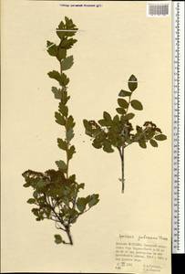 Spiraea ouensanensis H. Lév., Mongolia (MONG) (Mongolia)