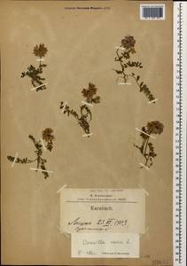 Coronilla varia L., Caucasus, Azerbaijan (K6) (Azerbaijan)