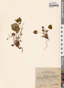 Viola sacchalinensis H.Boissieu, Siberia, Chukotka & Kamchatka (S7) (Russia)