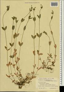 Cerastium holosteoides Fries emend. Hyl., Crimea (KRYM) (Russia)