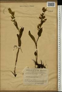 Swertia punctata Baumg., Eastern Europe, West Ukrainian region (E13) (Ukraine)