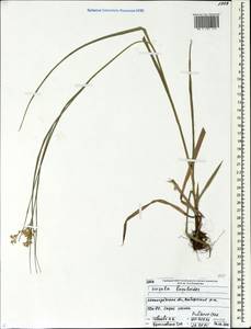 Luzula luzuloides (Lam.) Dandy & E.Willm., Eastern Europe, North-Western region (E2) (Russia)