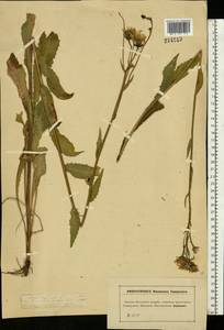Picris hieracioides L., Eastern Europe, Moscow region (E4a) (Russia)