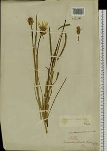 Scorzonera radiata Fisch. ex Colla, Siberia, Baikal & Transbaikal region (S4) (Russia)