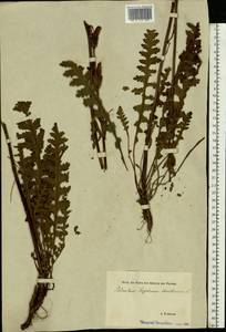Pedicularis sceptrum-carolinum L., Eastern Europe, Estonia (E2c) (Estonia)