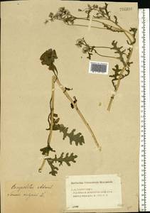 Senecio vulgaris L., Eastern Europe, Volga-Kama region (E7) (Russia)