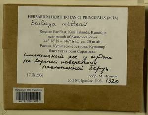 Boulaya mittenii (Broth.) Cardot, Bryophytes, Bryophytes - Russian Far East (excl. Chukotka & Kamchatka) (B20) (Russia)