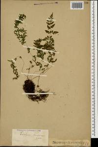 Cystopteris fragilis (L.) Bernh., Caucasus, Georgia (K4) (Georgia)
