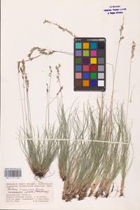 Festuca valesiaca Schleich. ex Gaudin, Eastern Europe, Central forest-and-steppe region (E6) (Russia)