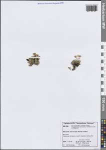 Pseudocherleria macrocarpa (Pursh) Dillenb. & Kadereit, Siberia, Central Siberia (S3) (Russia)