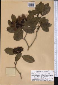 Metrosideros polymorpha Gaud., America (AMER) (United States)