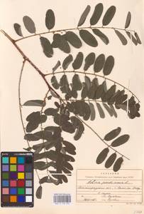 Robinia pseudoacacia L., Eastern Europe, Lower Volga region (E9) (Russia)