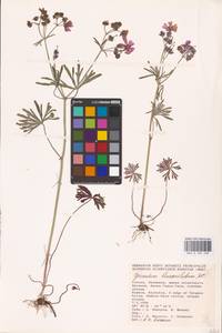 Geranium linearilobum DC., Eastern Europe, Lower Volga region (E9) (Russia)