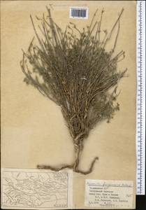 Asperula glomerata subsp. pamirica (Pobed.) Ehrend. & Schönb.-Tem., Middle Asia, Kopet Dag, Badkhyz, Small & Great Balkhan (M1) (Turkmenistan)