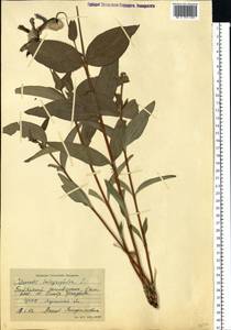 Clematis integrifolia L., Eastern Europe, North Ukrainian region (E11) (Ukraine)