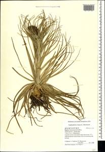 Asphodeline lutea (L.) Rchb., Crimea (KRYM) (Russia)