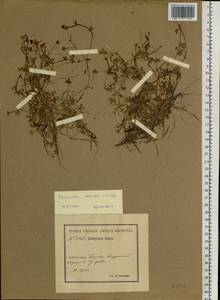 Ranunculus radicans C. A. Mey., Siberia, Baikal & Transbaikal region (S4) (Russia)