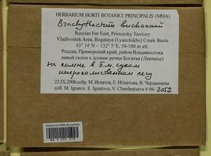 Brachythecium buchananii (Hook.) A. Jaeger, Bryophytes, Bryophytes - Russian Far East (excl. Chukotka & Kamchatka) (B20) (Russia)