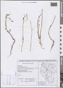 Atriplex patens (Litv.) Iljin, Eastern Europe, Eastern region (E10) (Russia)