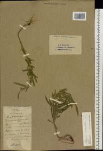 Erysimum odoratum Ehrh., Eastern Europe, Eastern region (E10) (Russia)