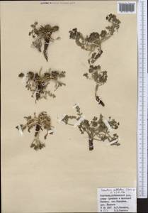 Schulzia albiflora (Kar. & Kir.) Popov, Middle Asia, Northern & Central Tian Shan (M4) (Kyrgyzstan)