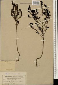 Odontites luteus (L.) Clairv., Caucasus (no precise locality) (K0)