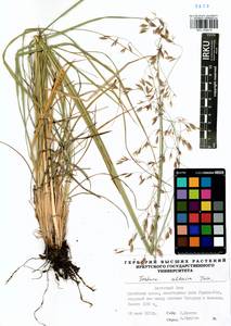 Festuca altaica Trin., Siberia, Baikal & Transbaikal region (S4) (Russia)