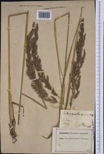 Calamagrostis epigejos (L.) Roth, Western Europe (EUR) (Germany)