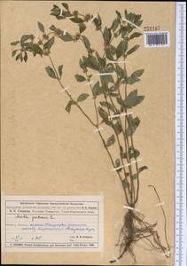 Mentha arvensis L., Middle Asia, Muyunkumy, Balkhash & Betpak-Dala (M9) (Kazakhstan)