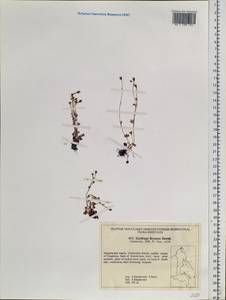 Saxifraga rivularis subsp. rivularis, Siberia, Chukotka & Kamchatka (S7) (Russia)