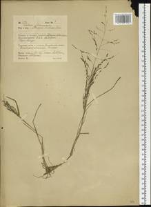 Puccinellia hauptiana (V.I.Krecz.) Kitag., Siberia, Russian Far East (S6) (Russia)