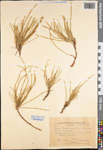 Ephedra distachya L., Eastern Europe, Lower Volga region (E9) (Russia)