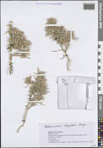 Halimocnemis longifolia Bunge, Middle Asia, Syr-Darian deserts & Kyzylkum (M7) (Uzbekistan)