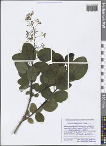 Cotinus coggygria Scop., Caucasus, Black Sea Shore (from Novorossiysk to Adler) (K3) (Russia)