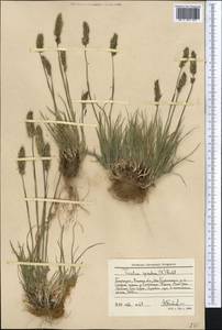 Koeleria spicata (L.) Barberá, Quintanar, Soreng & P.M.Peterson, Middle Asia, Western Tian Shan & Karatau (M3) (Kyrgyzstan)