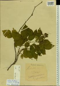 Rubus hirtus Waldst. & Kit., Eastern Europe, West Ukrainian region (E13) (Ukraine)