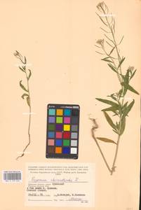 Erysimum cheiranthoides L., Eastern Europe, Western region (E3) (Russia)