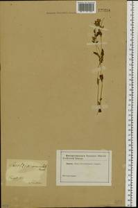Halenia corniculata (L.) Cornaz, Siberia (no precise locality) (S0) (Russia)