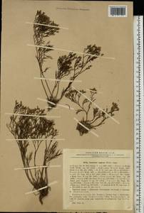 Limonium bellidifolium (Gouan) Dumort., Eastern Europe, Middle Volga region (E8) (Russia)
