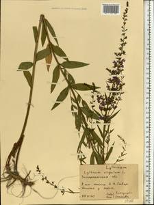 Lythrum virgatum L., Eastern Europe, West Ukrainian region (E13) (Ukraine)