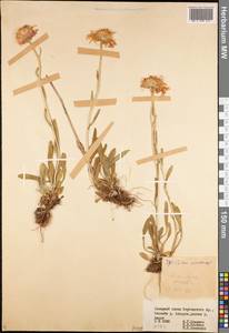 Aster vvedenskyi Bondarenko, Middle Asia, Northern & Central Tian Shan (M4) (Kyrgyzstan)