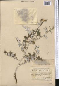 Echinops albicaulis Kar. & Kir., Middle Asia, Dzungarian Alatau & Tarbagatai (M5) (Kazakhstan)